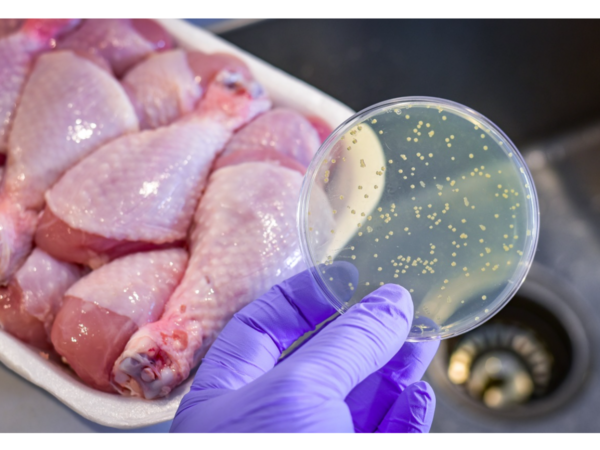 Bacterial Contamination – Justin G. (’28)